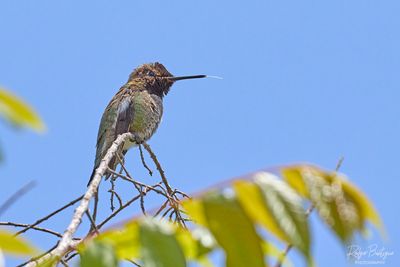 Anna's Hummingbird