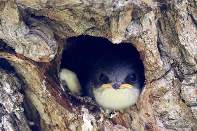 tree swallow chick