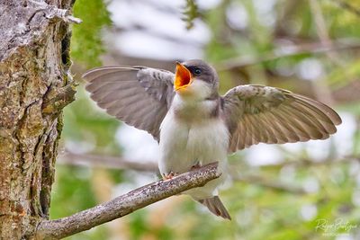 baby tree swallow