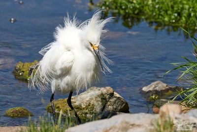 Egret fluffing up it's feathers