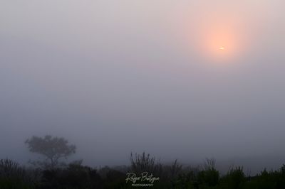 Foggy morning sunrise at Mt. Soledad.