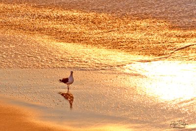 Seagull in the golden light. La Jolla, Wipe Out Beach