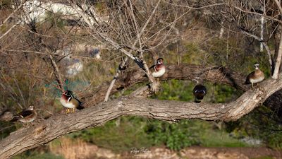 Wood ducks chillin