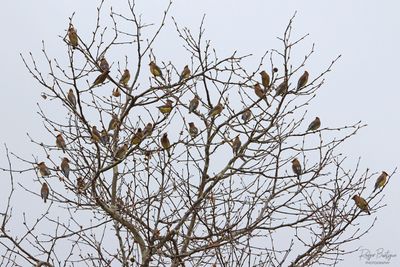 A bunch of Cedar Waxwings on a tree