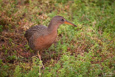 Ridgway's Rail,  Tijuana Estuary, 2/25/24