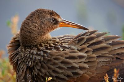 Ridgway's Rail,  Tijuana Estuary, 2/25/24