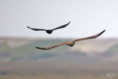 Northern Harrier being chased by crow