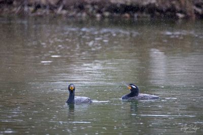 Cormorants swimming in the rain, Santee Lakes, 3/24/24