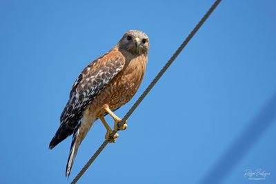 I usually don't like posting pics of birds on power lines, but he was staring me down.  Red shouldered hawk, Santee Lakes 4/7/24