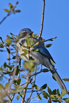 California Scrubjay