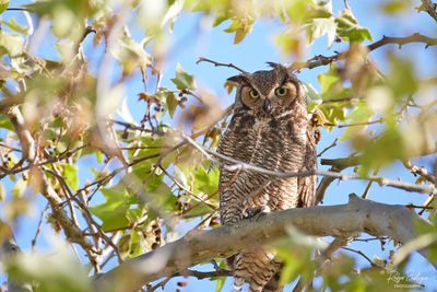 Great Horned Owl
4/8/24 - Santee Lakes