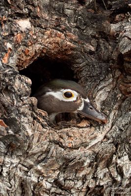 Duck in a hole! Wood duck, Santee Lakes 4/13/24