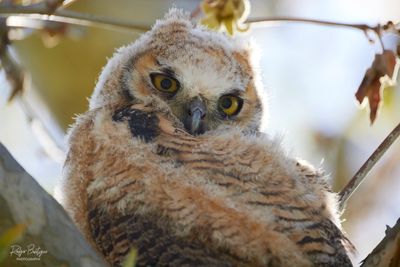 Great Horned Owlet Santee Lakes, 4/18/24