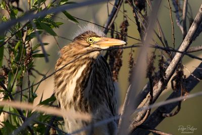 Green Heron chick Santee Lakes, 4/19/24