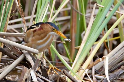Got me a snack! Least Bittern @Santee Lakes, 4/24/24