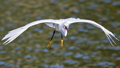 Angry Bird! Snowy White Egret coming in for a landing, Santee Lakes 5.2.24