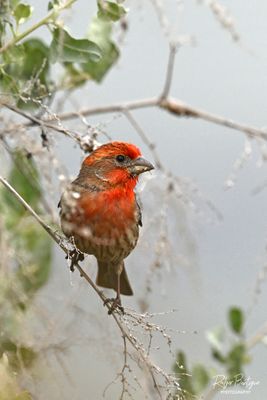 House Finch.jpg