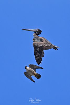Well hello there Mr Pelican! Just giving you a warning..... Torrey Pines, 5/5/24