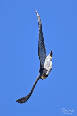 DSC_2675 1.jpg