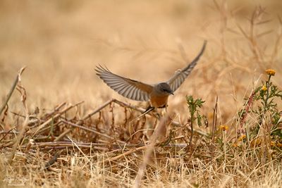 Coming in for a landing.. Says Phoebe, Robb Field
