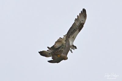(3) Peregrine Falcon going after the Osprey Torrey Pines, 5/11/24