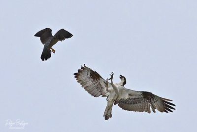 (2) Peregrine Falcon going after the Osprey Torrey Pines, 5/11/24