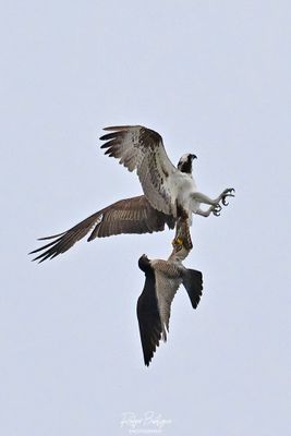 (1) Peregrine Falcon going after the Osprey Torrey Pines, 5/11/24