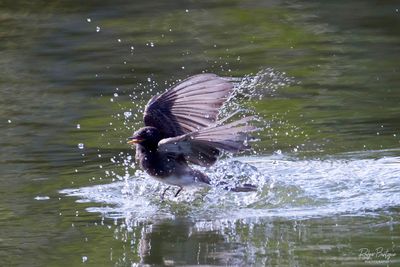 Black Phoebe coming out of the water Santee Lakes 5/14/24