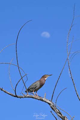 Green Heron under the moon
Santee Lakes 5/17/24