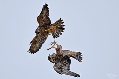 Siblings chasing each other Peregrine Falcons, Torrey Pines 5/18/24