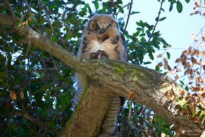 I'm keeping an eye on you! One of the baby owls at Santee Lakes 5/23/24