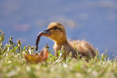 Baby got Worm! Santee Lakes, 5/28/24
