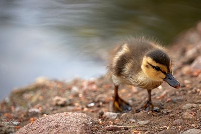 Wandering...... Baby Mallard. Santee Lakes 6/12/24