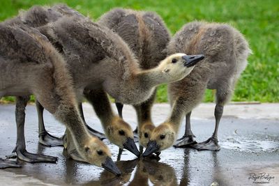 Drinking out of the sidewalk puddle Baby Canada Geese, Santee Lakes 6.12.24