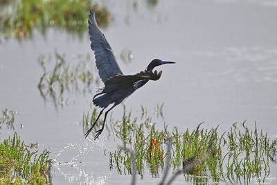 Little Blue Heron take off!