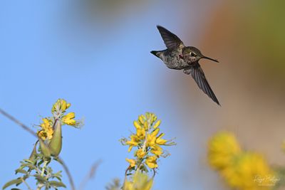 Little hummer zooming away with an ant on it's beak😄