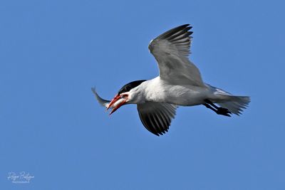 Caspian Tern, Robb Field 6/21/24