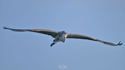 DSC_6999_1 1.jpg