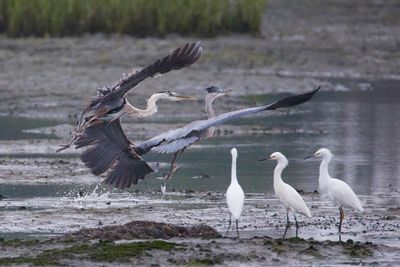Great Blue Heron chasing away the other Great Blue Heron with 3 little egrets watching Robb Field, SD River 6/30/24