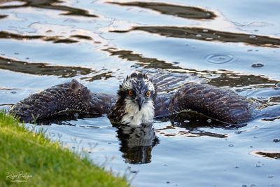 Osprey floating in the water (2)