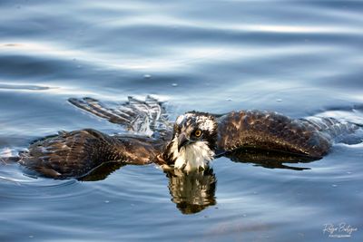 Osprey floating in the water