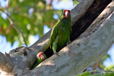 Red Crowned Parrot adult and chick Santee Lakes, 7/5/24