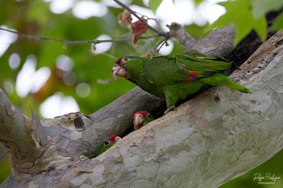 Red Crowned Parrot adult and both chicks