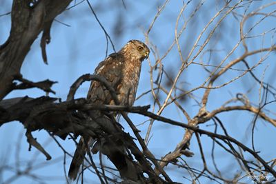 Cooper's Hawk searching for food