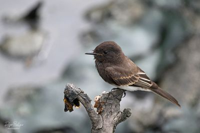 Black Phoebe