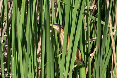 I see you! Least Bittern in the reeds..