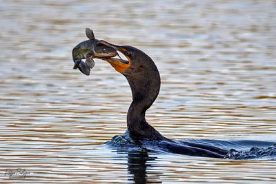 Cormorant caught a catfish! It struggled to swallow it. Lindo Lake, 7/21/24