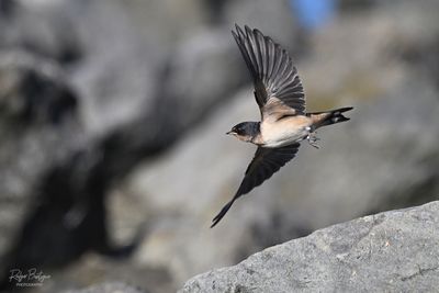 Barn Swallow, Rob Field -SD River 8/2/24