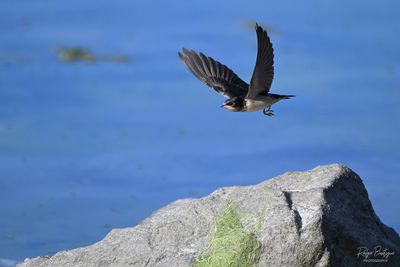 Barn Swallow