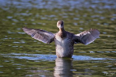 Pied -billed Grebe